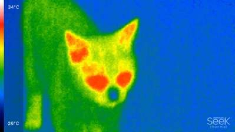Take care of your family and warmth! How familiar things look through a thermal imager