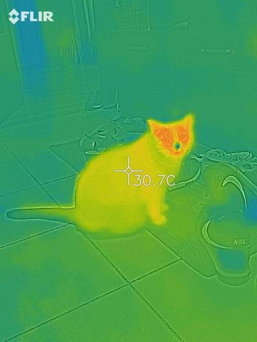 Take care of your family and warmth! How familiar things look through a thermal imager
