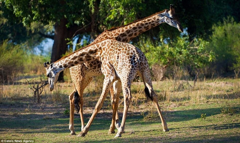 Tango de jirafa