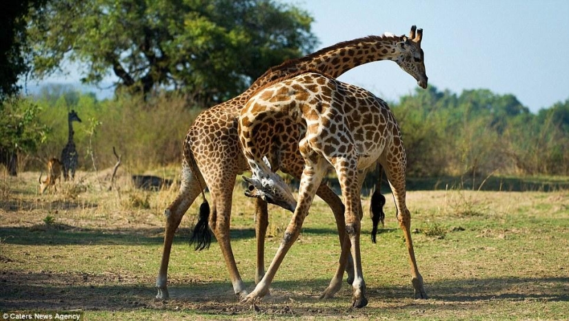 Tango de jirafa
