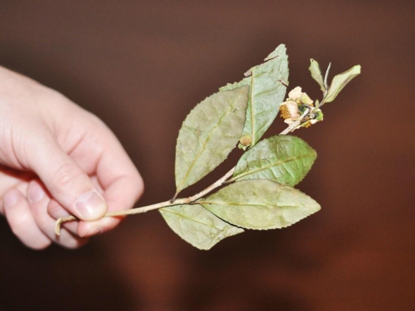 Términos de descomposición de basura en fotos Términos de descomposición de basura en fotos