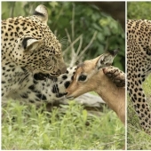Ternura mortal de un depredador: leopardo e Impala