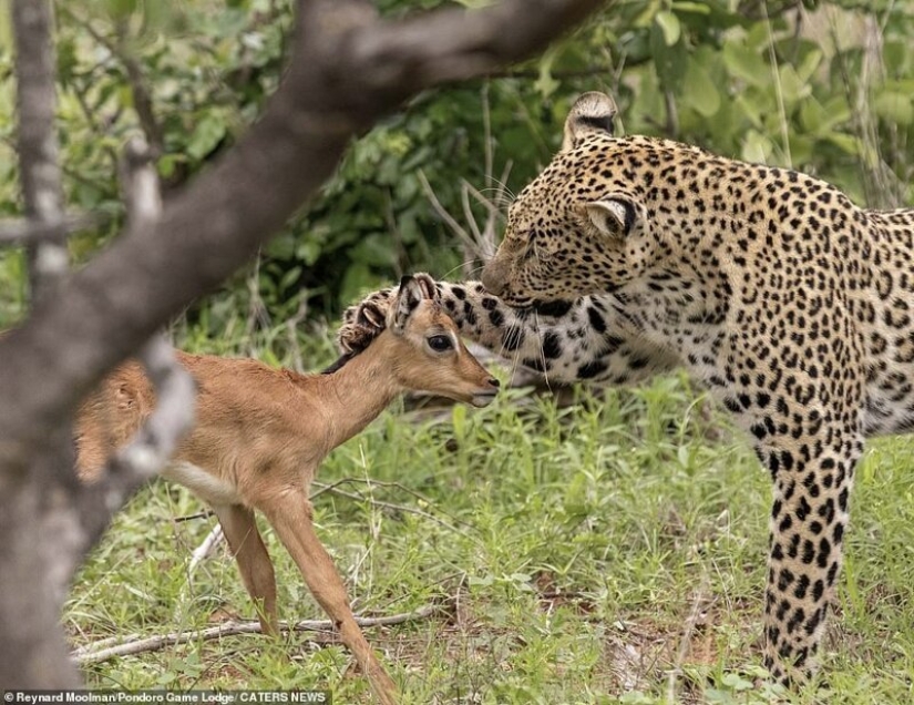 Ternura mortal de un depredador: leopardo e Impala Ternura mortal de un depredador: leopardo e Impala