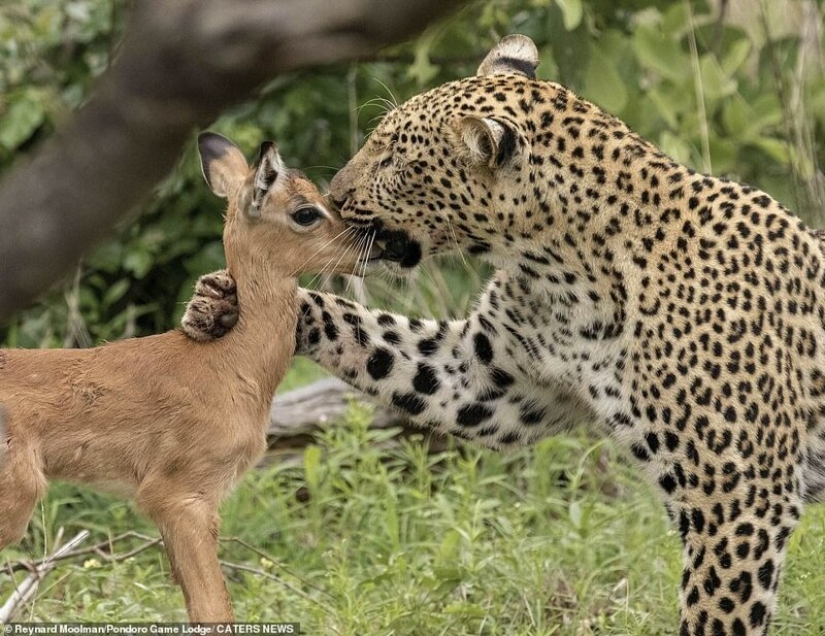 Ternura mortal de un depredador: leopardo e Impala Ternura mortal de un depredador: leopardo e Impala