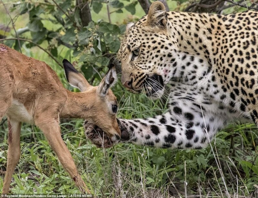 Ternura mortal de un depredador: leopardo e Impala Ternura mortal de un depredador: leopardo e Impala