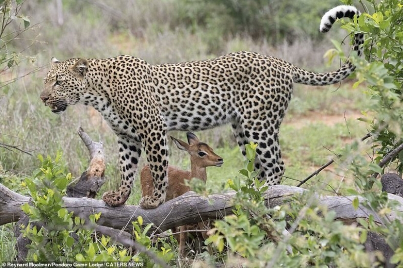 Ternura mortal de un depredador: leopardo e Impala Ternura mortal de un depredador: leopardo e Impala