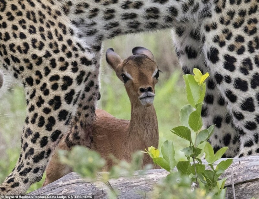 Ternura mortal de un depredador: leopardo e Impala Ternura mortal de un depredador: leopardo e Impala