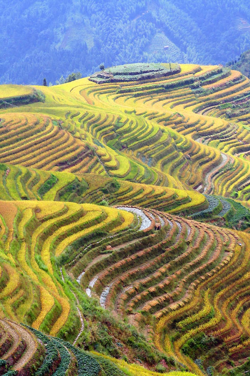 Terrazas de Arroz de Dragon Ridge