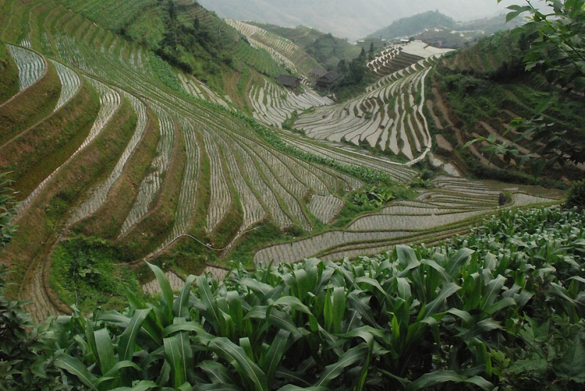Terrazas de Arroz de Dragon Ridge