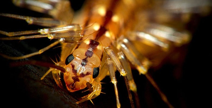 Thank God they're extinct! 25 terrible creatures that once inhabited the Earth