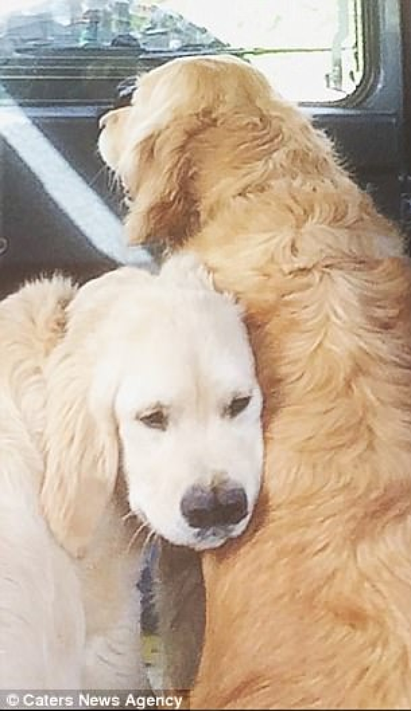 Thanks to the forked nose, the retriever found a family Thanks to the forked nose, the retriever found a family