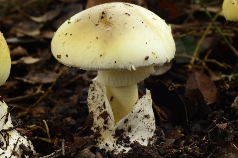 The 10 most powerful poisons The 10 most powerful poisons