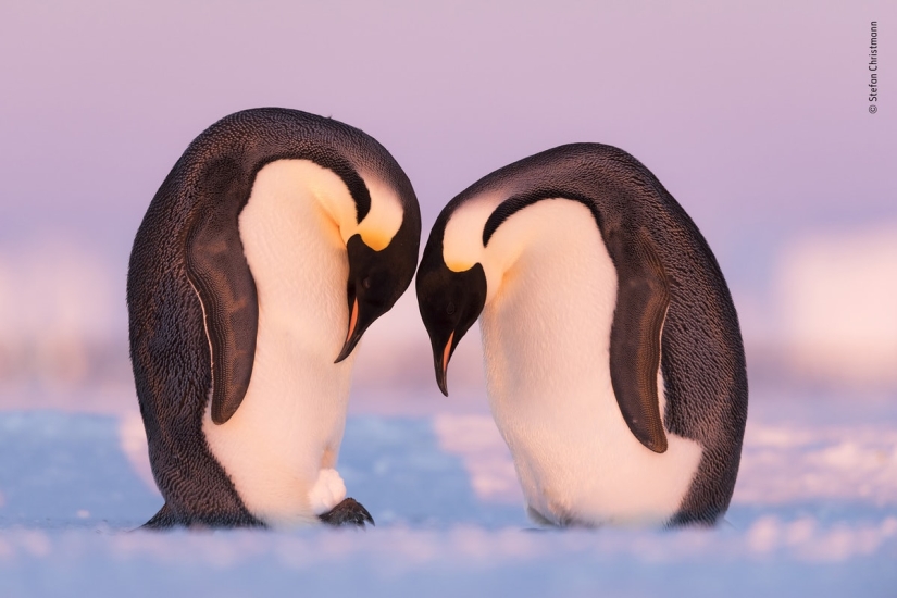 The 25 Best Wildlife Shots of 2019