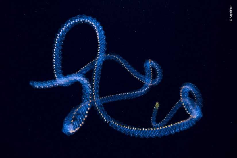 The 25 Best Wildlife Shots of 2019