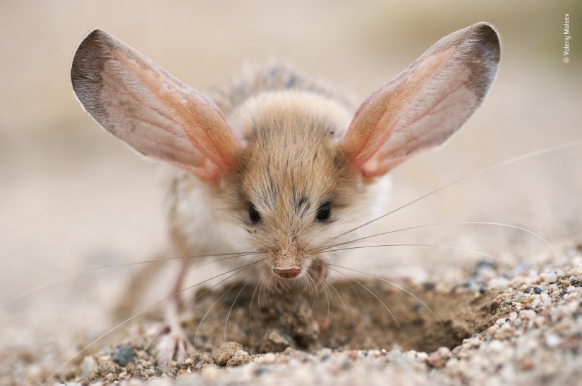 The 25 Best Wildlife Shots of 2019