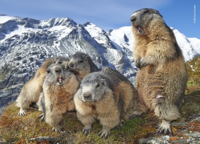 The 25 Best Wildlife Shots of 2019