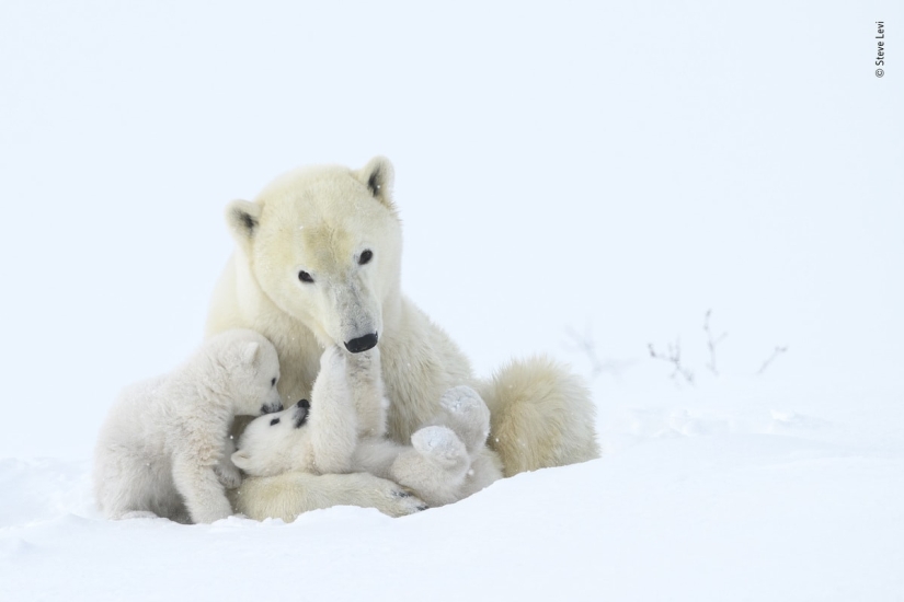 The 25 Best Wildlife Shots of 2019