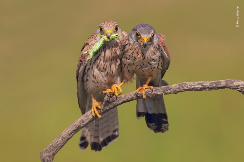 The 25 Best Wildlife Shots of 2019