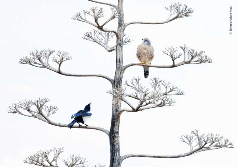 The 25 Best Wildlife Shots of 2019
