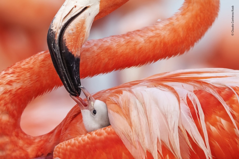 The 25 Best Wildlife Shots of 2019