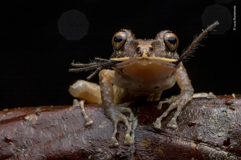 The 25 Best Wildlife Shots of 2019