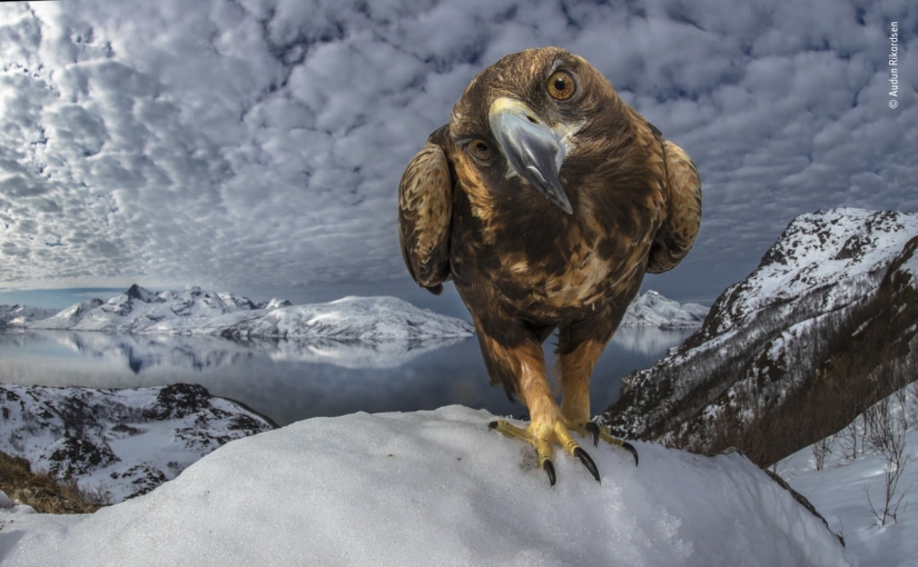 The 25 Best Wildlife Shots of 2019