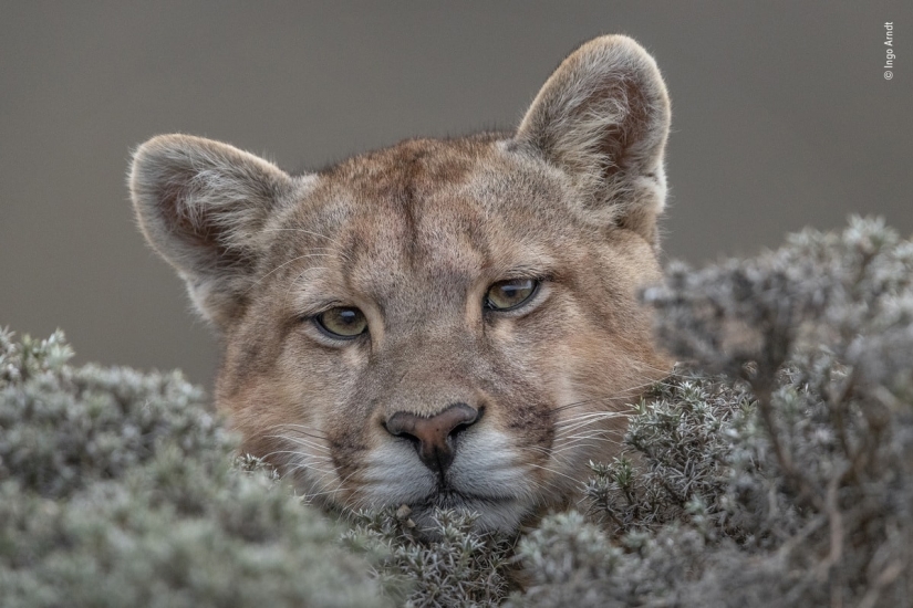 The 25 Best Wildlife Shots of 2019