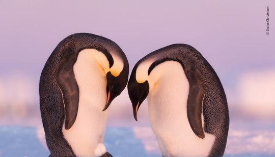 The 25 Best Wildlife Shots of 2019 The 25 Best Wildlife Shots of 2019