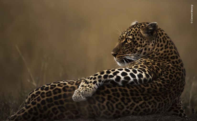 The 25 Best Wildlife Shots of 2019