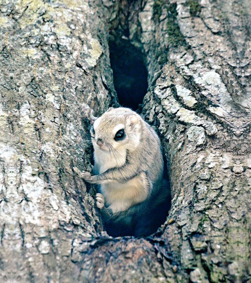 The 7 Cutest Animals from Hokkaido Island The 7 Cutest Animals from Hokkaido Island