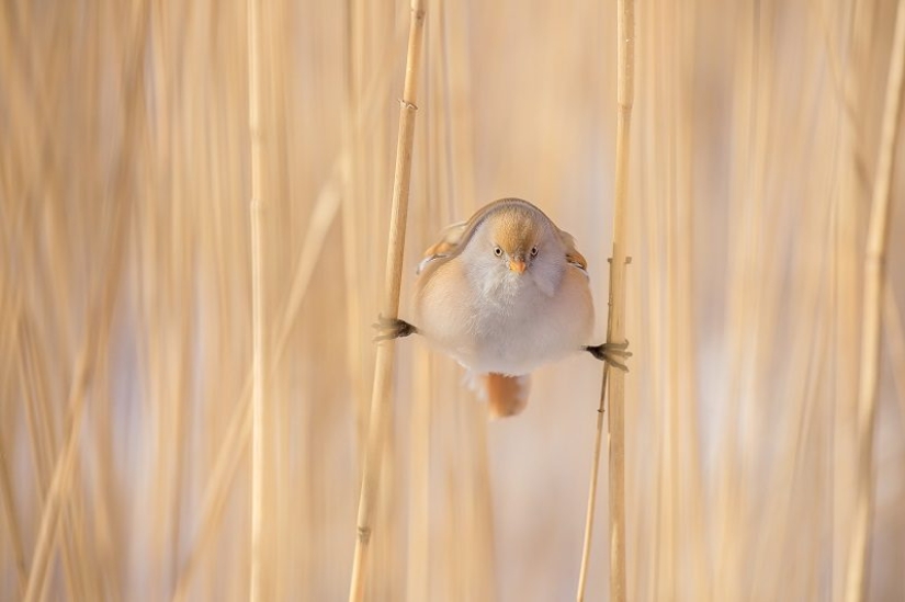 The annual photo contest from National Geographic Russia has already started. Hurry up to become a participant!