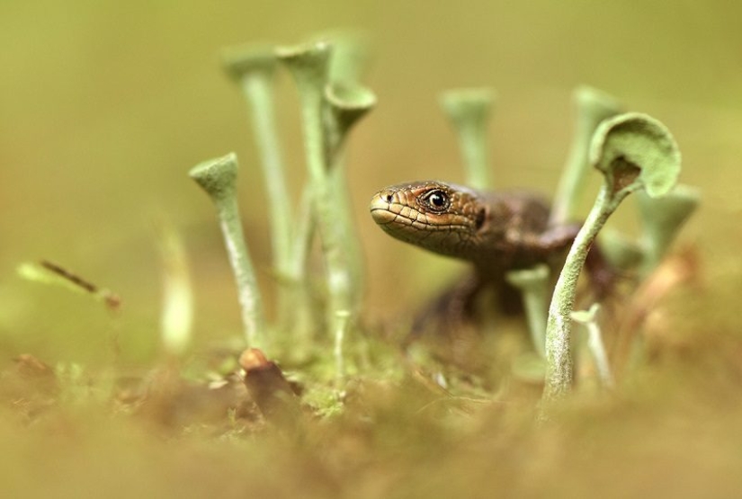 The annual photo contest from National Geographic Russia has already started. Hurry up to become a participant!