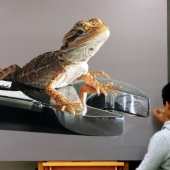 The artist's paintings are so detailed that they look like real ones.