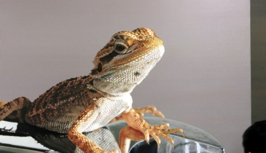 The artist's paintings are so detailed that they look like real ones. The artist's paintings are so detailed that they look like real ones.