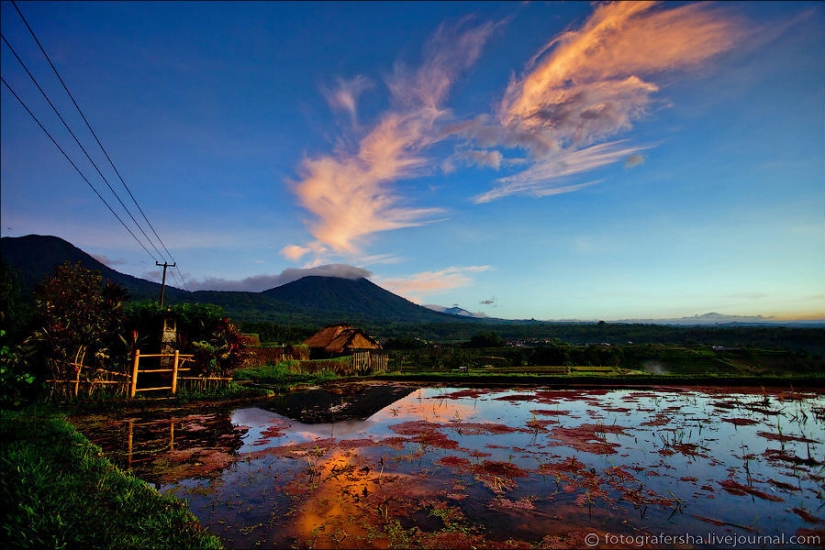 The Balinese rice fields