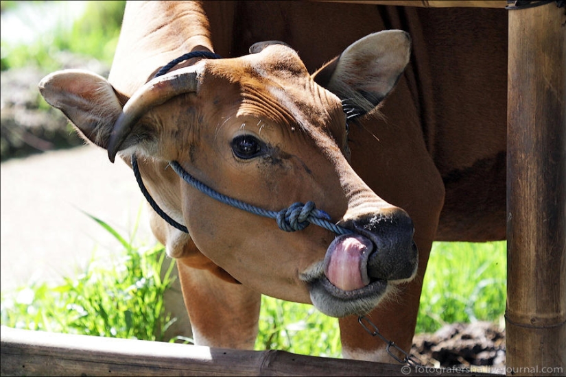 The Balinese rice fields