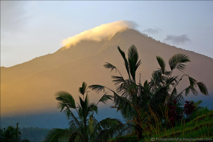 The Balinese rice fields