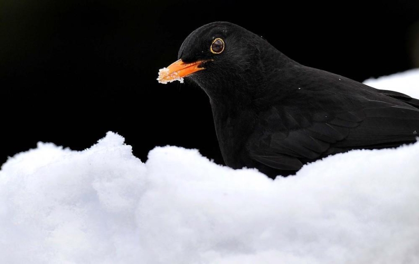 The beauty of winter