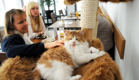 The best cat cafes in the world