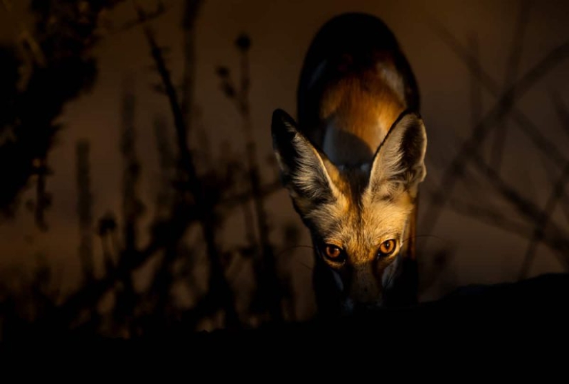 The Best of the Best: the annual Sony World Photography Awards photo contest begins to determine the winners