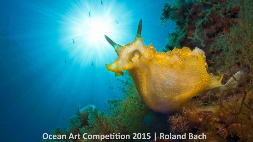 The best underwater photos of 2015 The best underwater photos of 2015
