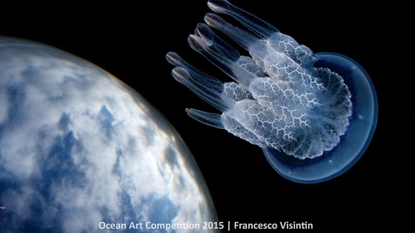 The best underwater photos of 2015 The best underwater photos of 2015