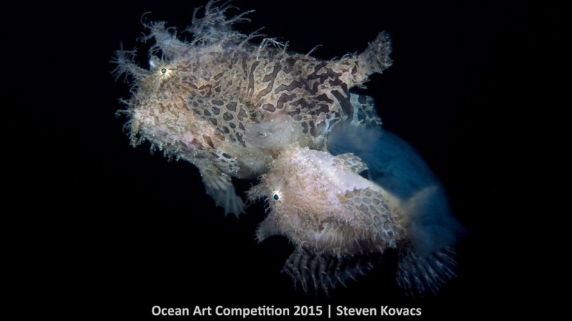 The best underwater photos of 2015 The best underwater photos of 2015