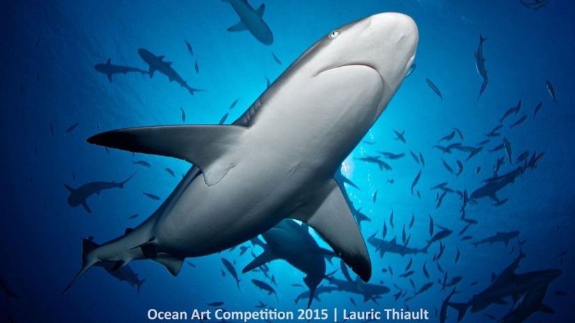 The best underwater photos of 2015 The best underwater photos of 2015