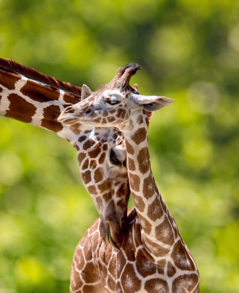 The best works from the final of the Love 2019 photo contest