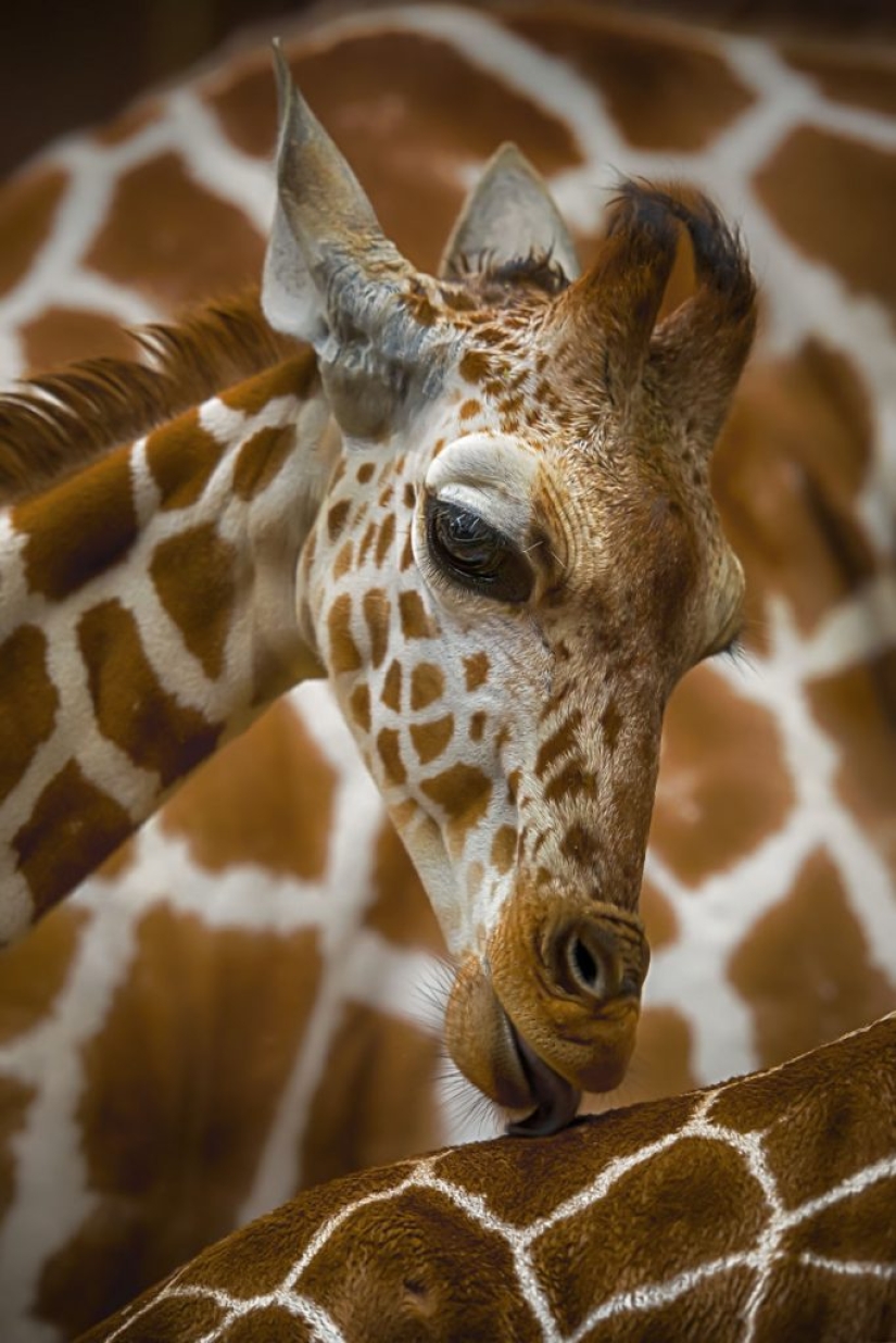 The best works from the final of the Love 2019 photo contest