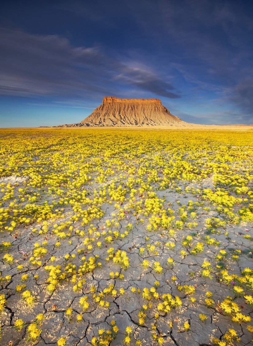 The blooming desert of Anza-Borrego The blooming desert of Anza-Borrego