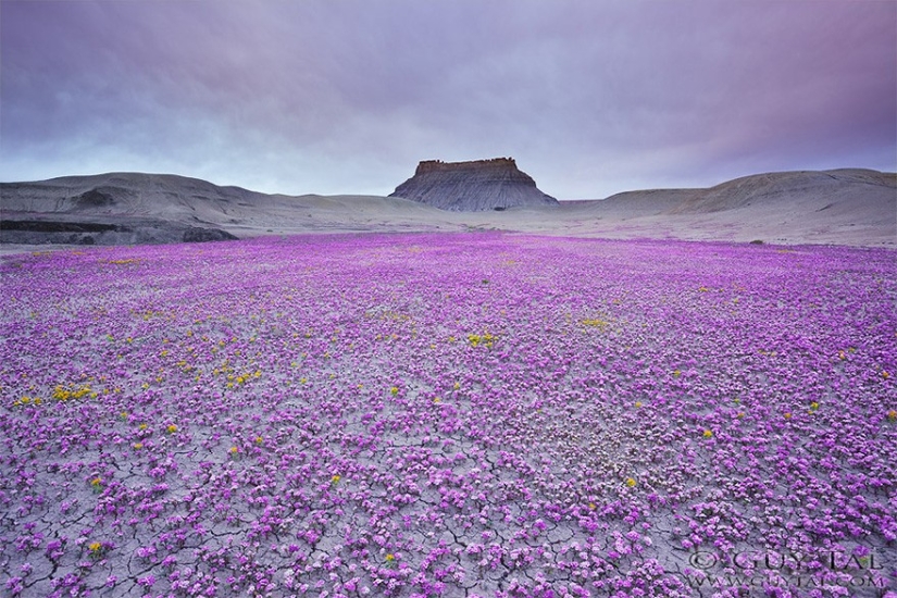 The blooming desert of Anza-Borrego The blooming desert of Anza-Borrego