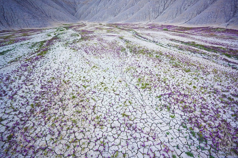 The blooming desert of Anza-Borrego The blooming desert of Anza-Borrego