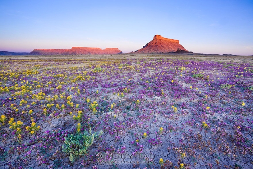 The blooming desert of Anza-Borrego The blooming desert of Anza-Borrego